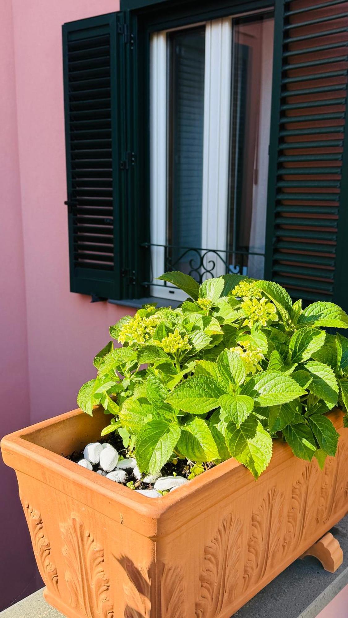 La Maison Rose Maiori Dış mekan fotoğraf